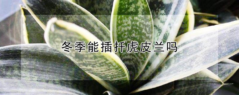 冬季能插扦虎皮兰吗 冬季能插扦虎皮兰吗图片