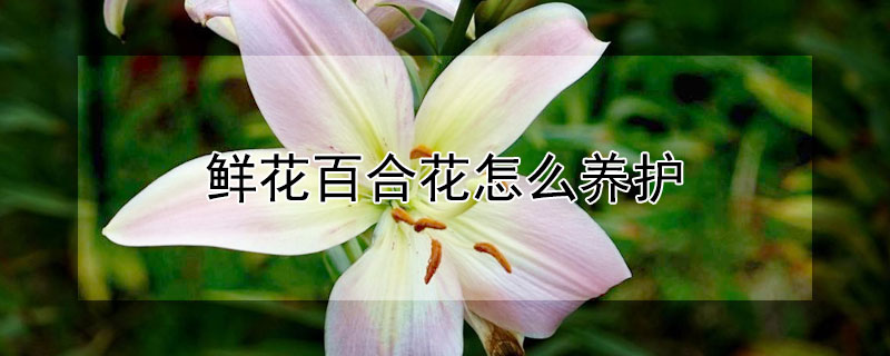 鲜花百合花怎么养护 鲜花百合花怎么养护和管理