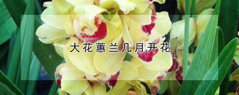 大花蕙兰几月开花 大花蕙兰啥时候开花