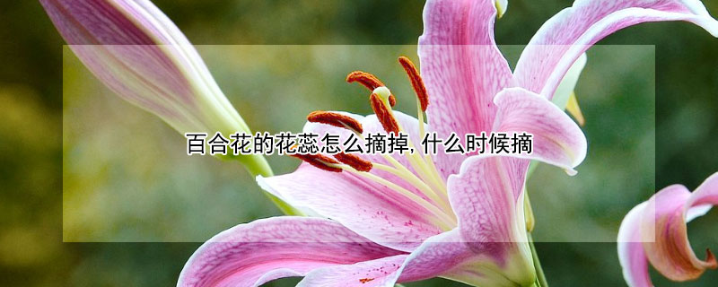 百合花的花蕊怎么摘掉,什么时候摘（百合花的花蕊怎么摘掉,什么时候摘最好）