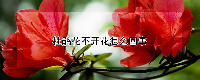 杜鹃花不开花怎么回事（杜鹃花不开花怎么回事视频）