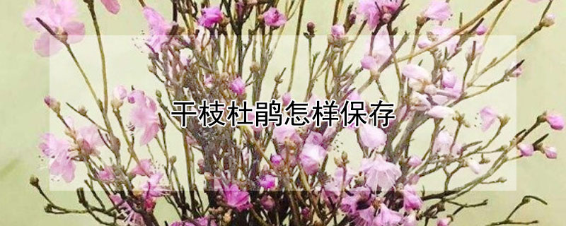 干枝杜鹃怎样保存（干枝杜鹃怎样保存好）