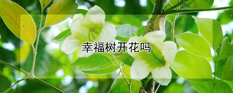 幸福树开花吗（幸福树开花吗?几年一开花）