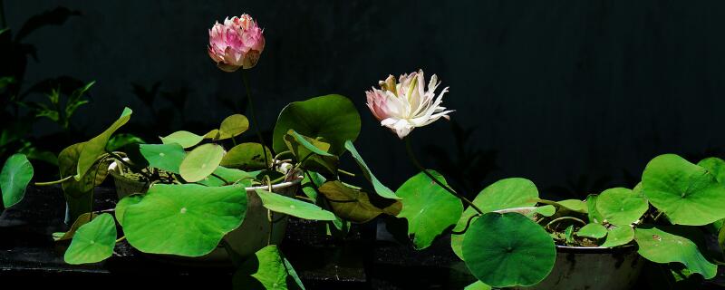 碗莲寓意（碗莲寓意不好吗）