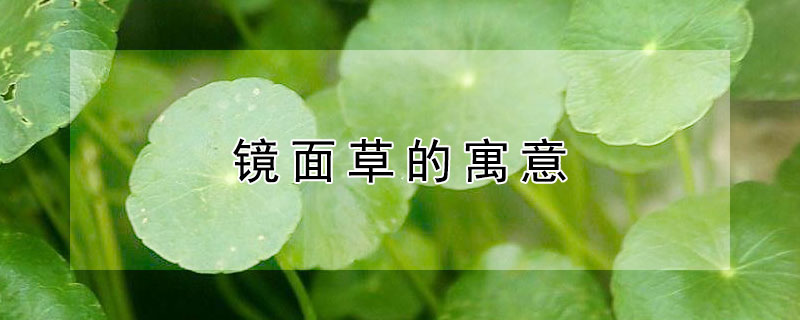 镜面草的寓意（镜面草的寓意和风水）