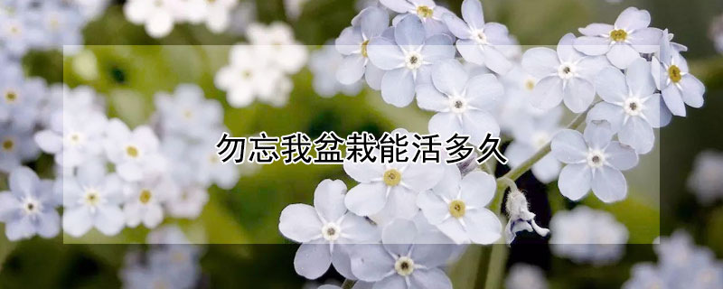 勿忘我盆栽能活多久 勿忘我盆栽怎么养