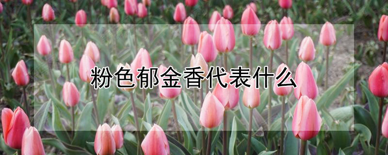 粉色郁金香代表什么 粉色郁金香代表什么花语