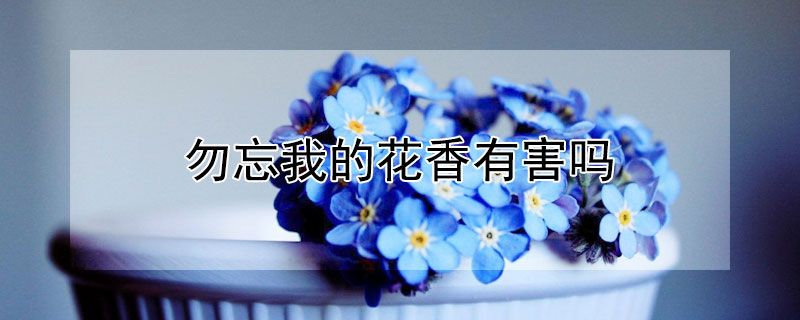 勿忘我的花香有害吗（勿忘我有香味吗,花语是什么）