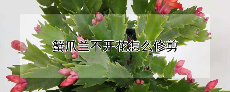 蟹爪兰不开花怎么修剪 蟹爪兰不开花如何修剪