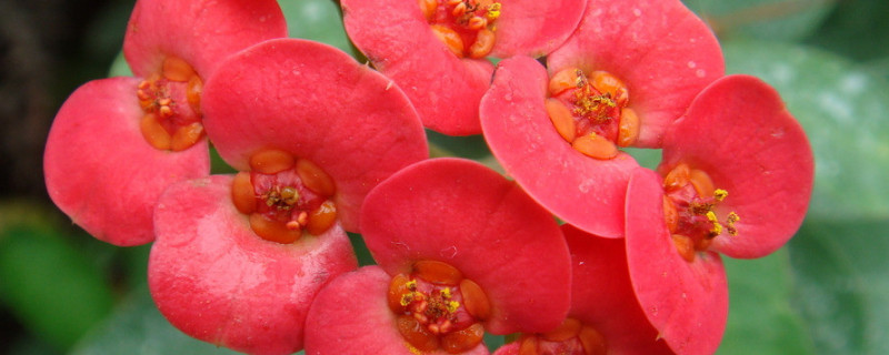 虎刺梅花的寓意和象征 虎刺梅花的寓意和象征 意义