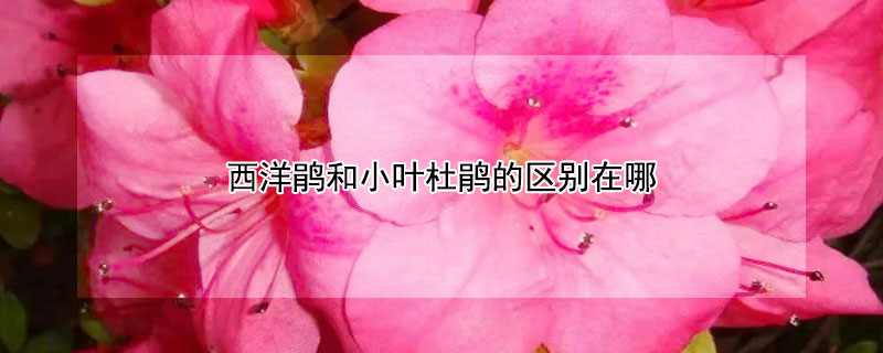西洋鹃和小叶杜鹃的区别在哪 西洋杜鹃小苗