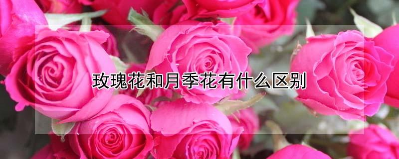玫瑰花和月季花有什么区别 真正的玫瑰花和月季花有什么区别