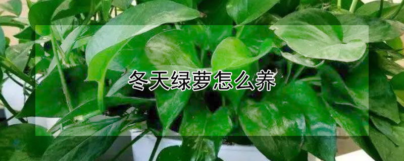 冬天绿萝怎么养 冬天绿萝怎么养才能更旺盛视频