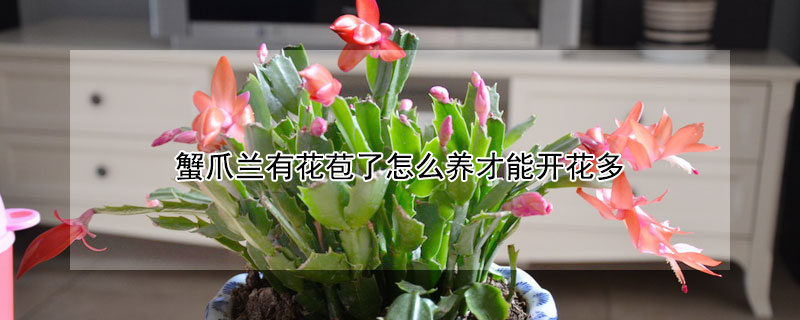 蟹爪兰有花苞了怎么养才能开花多 蟹爪兰有花苞了怎么养才能开花多一点