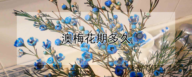 澳梅花期多久 澳梅花期多长