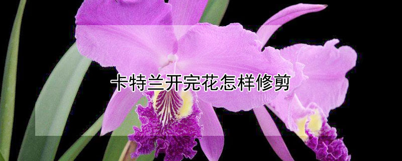 卡特兰开完花怎样修剪 卡特兰开完花怎样修剪好看