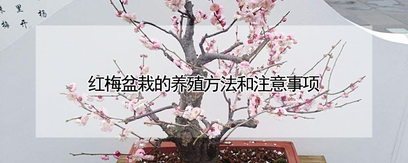 红梅盆栽的养殖方法和注意事项 盆栽红梅的养殖方法和注意事项