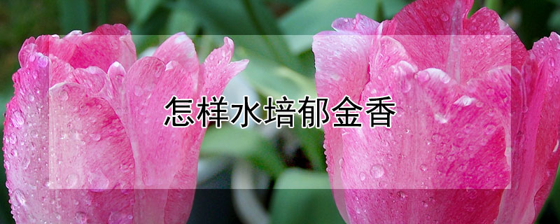 怎样水培郁金香 怎样水培郁金香种球