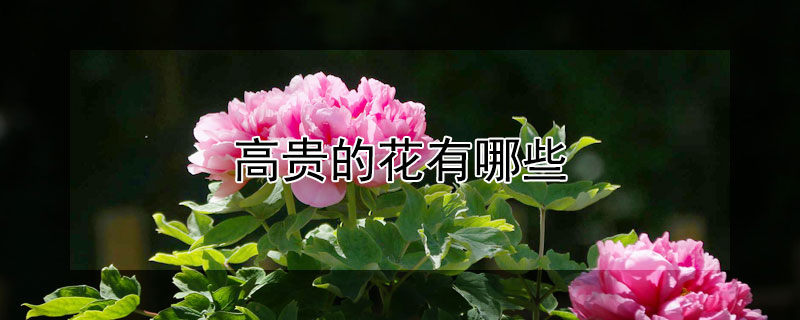 高贵的花有哪些 高贵的花有哪些品种