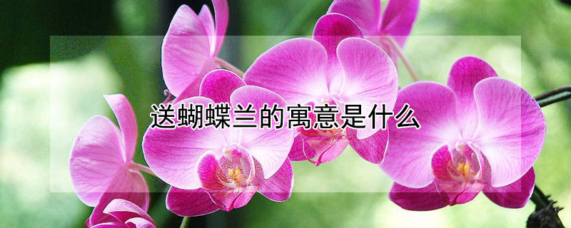 送蝴蝶兰的寓意是什么 送蝴蝶兰的寓意是什么呢