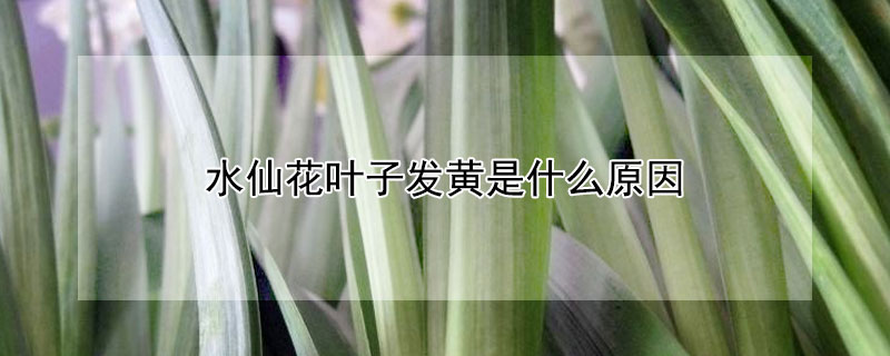 水仙花叶子发黄是什么原因 水仙花叶子太长发黄怎么办