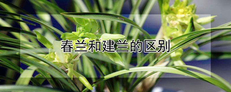 春兰和建兰的区别（春兰和建兰的区别是什么）