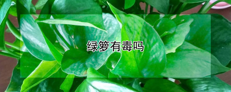 绿箩有毒吗 绿箩有毒吗人吃了