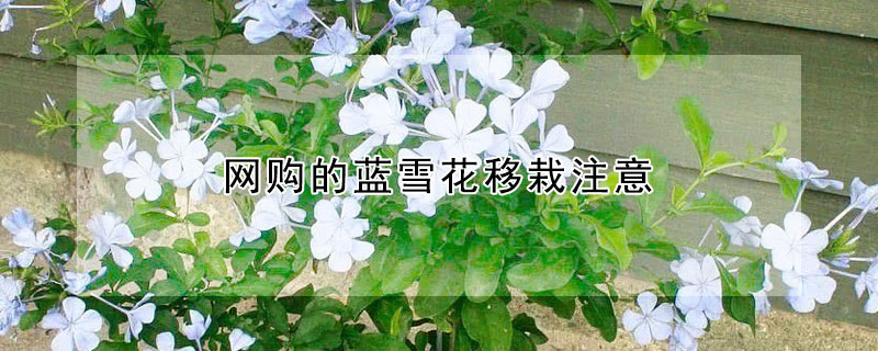 网购的蓝雪花移栽注意 网购的蓝雪花移栽注意事项