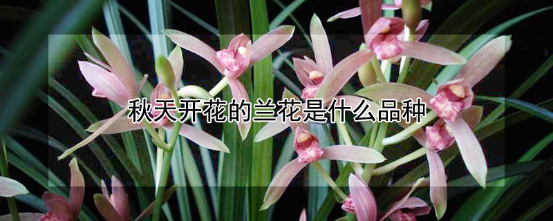 秋天开花的兰花是什么品种 秋天开花的兰花是什么品种图片
