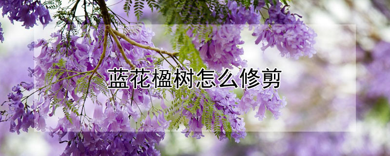 蓝花楹树怎么修剪（蓝花楹树修剪时间）