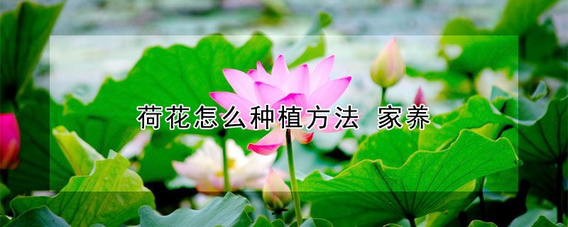 荷花怎么种植方法（荷花怎么种植方法 家养）