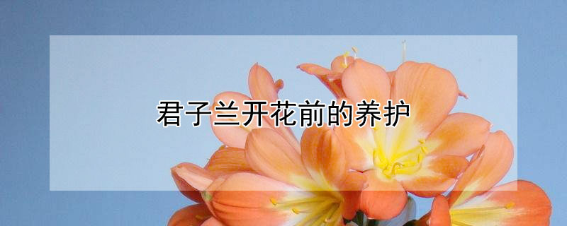君子兰开花前的养护 君子兰开花前注意事项