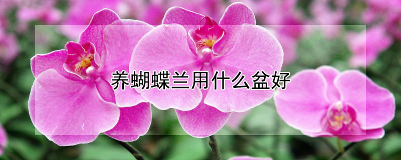 养蝴蝶兰用什么盆好（养蝴蝶兰用什么盆好呢）