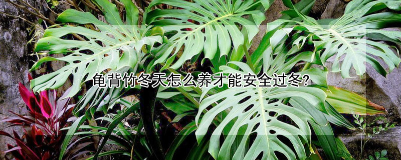 龟背竹冬天怎么养才能安全过冬? 龟背竹冬天的养殖方法和注意事项