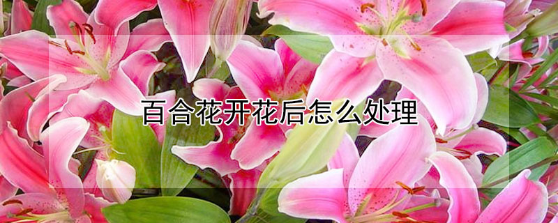 百合花开花后怎么处理 家养百合花开花后怎么处理
