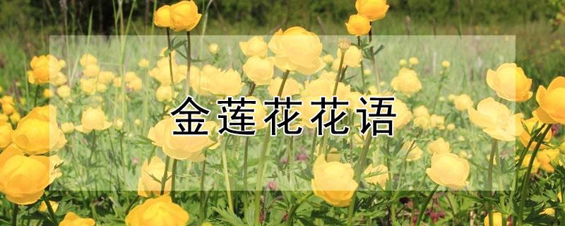 金莲花花语 金莲的花语