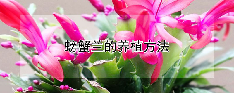 螃蟹兰的养植方法 螃蟹兰的养植方法和管理