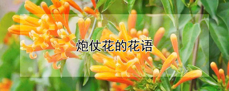 炮仗花的花语（炮仗花的花语寓意）