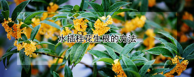 水插桂花生根的方法（水插桂花生根的方法是什么）
