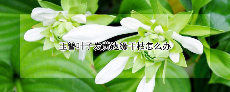 玉簪叶子发黄边缘干枯怎么办 玉簪叶子发黄边缘干枯怎么办视频