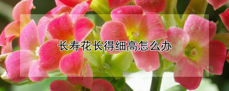 长寿花长得细高怎么办（长寿花细长是怎回事）