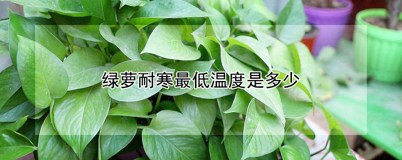 绿萝耐寒最低温度是多少（十大耐寒花卉排名前十名）