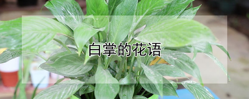 白掌的花语 白掌的花语是什么意思