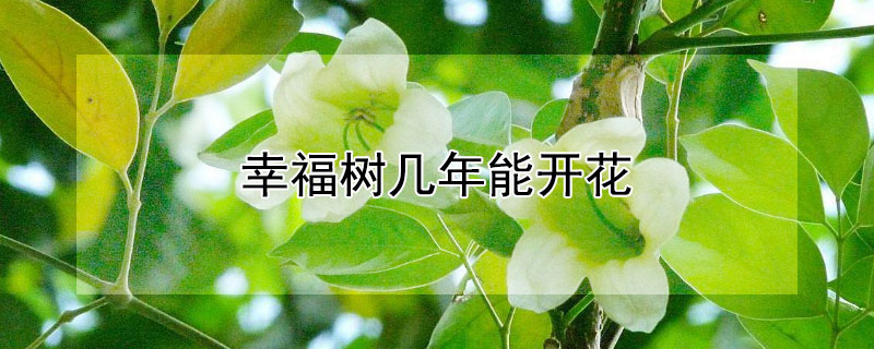 幸福树几年能开花 幸福树几年能开花结果
