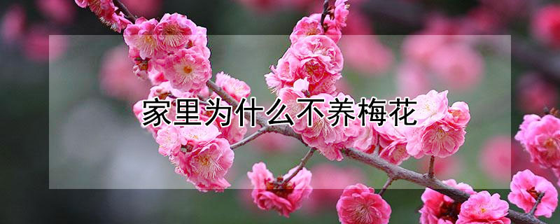 家里为什么不养梅花（家里为什么不养梅花树）