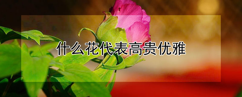 什么花代表高贵优雅（什么花代表高贵优雅大气）