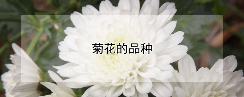 菊花的品种（菊花的品种一共有多少种）