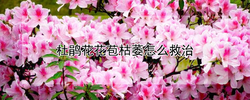 杜鹃花花苞枯萎怎么救治（杜鹃花花苞枯萎怎么救治呢）