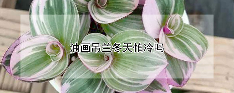 油画吊兰冬天怕冷吗（油画吊兰怕冷吗?）