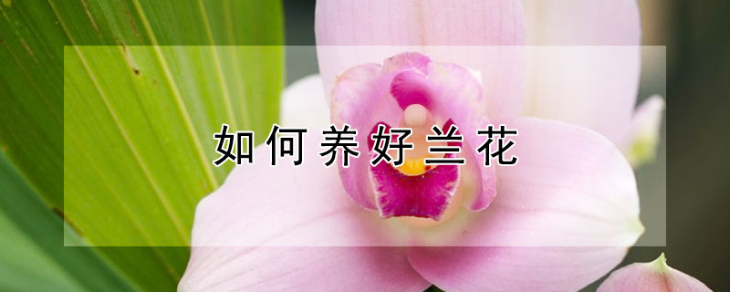 如何养好兰花 如何养好兰花该注意什么细节